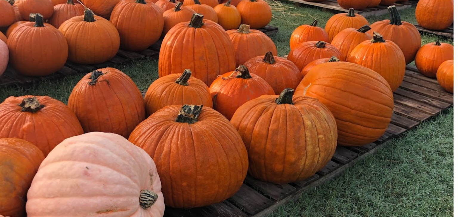 Halloween learning!
